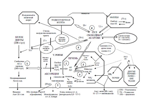 Коллектив авторов - Диетология: Руководство