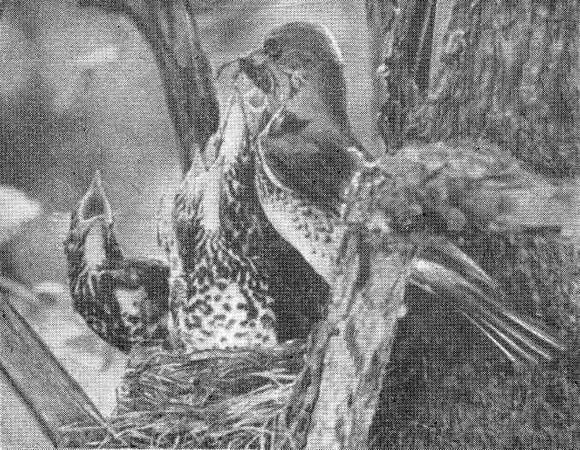 Ярослав Даркшевич, Валерий Капустин и др. - Росные тропы