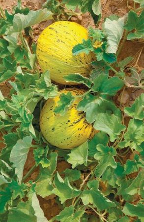 Лариса Петровская - Большая книга дачника