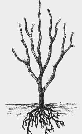 Николай Звонарев - Вишня, черешня. Сорта, выращивание, уход, заготовки