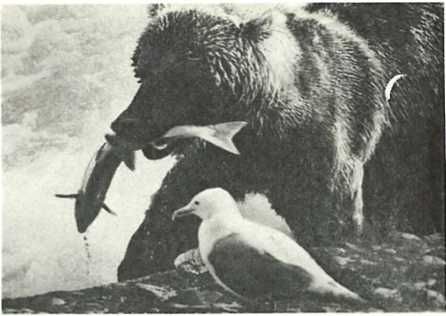 Бернгард Гржимек - Дикое животное и человек