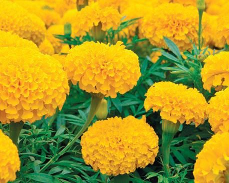 Лариса Петровская - Большая книга дачника