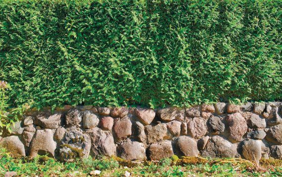 Лариса Петровская - Большая книга дачника