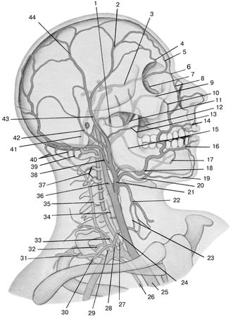 В. Лебедев, Геннадий Семенов - Топографическая анатомия и оперативная хирургия...