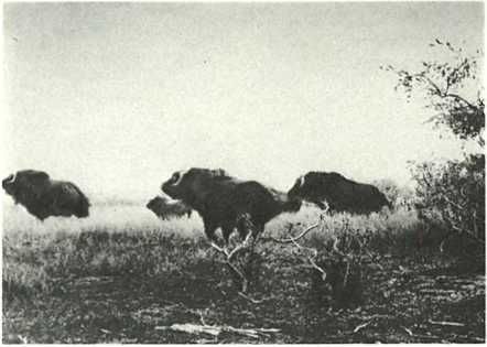 Бернгард Гржимек - Дикое животное и человек