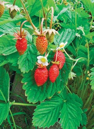 Лариса Петровская - Большая книга дачника