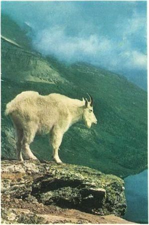 Бернгард Гржимек - Дикое животное и человек