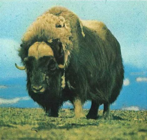 Бернгард Гржимек - Дикое животное и человек