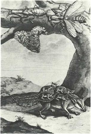 Бернгард Гржимек - Дикое животное и человек