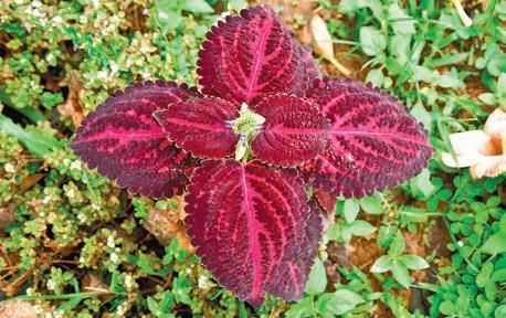 Лариса Петровская - Большая книга дачника