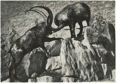 Бернгард Гржимек - Дикое животное и человек