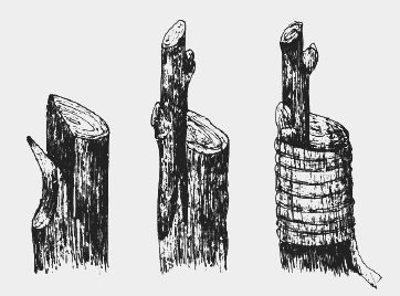 Николай Звонарев - Вишня, черешня. Сорта, выращивание, уход, заготовки