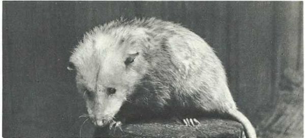 Бернгард Гржимек - Дикое животное и человек