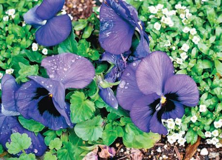 Лариса Петровская - Большая книга дачника