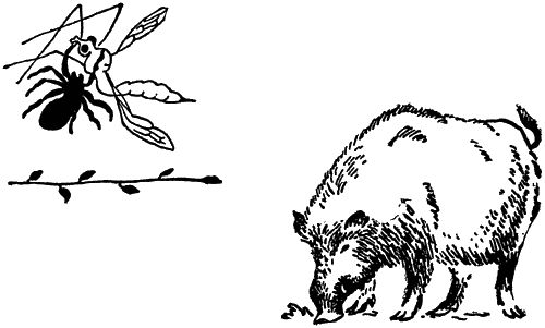 Игорь Акимушкин - С утра до вечера