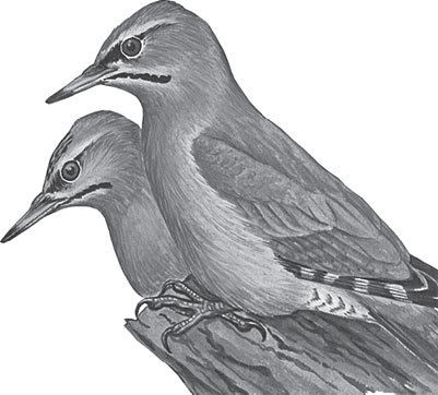 Наталья Сердцева - 99 секретов астрономии