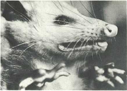 Бернгард Гржимек - Дикое животное и человек