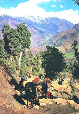 Дэвид Эттенборо - Живая планета