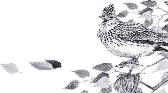 Наталья Сердцева - 99 секретов астрономии