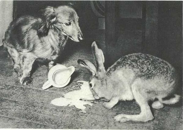 Бернгард Гржимек - Дикое животное и человек