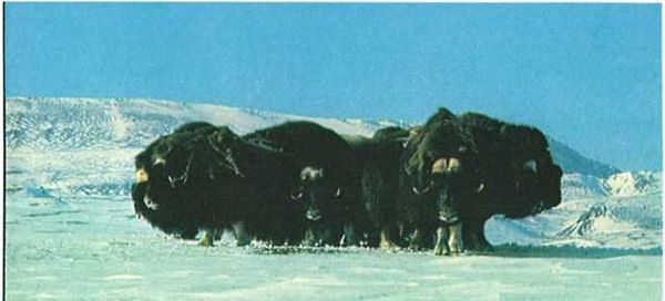 Бернгард Гржимек - Дикое животное и человек