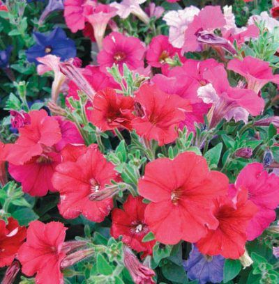 Лариса Петровская - Большая книга дачника