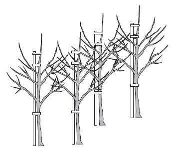 Лариса Петровская - Большая книга дачника