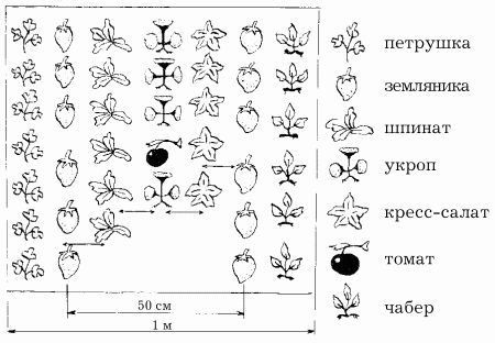 Наталья Иванова - Планировка участка
