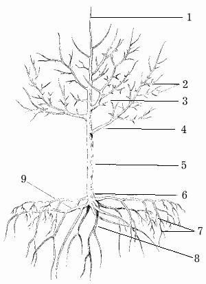 Наталья Иванова - Планировка участка