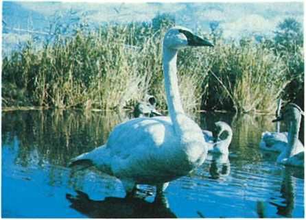 Бернгард Гржимек - Дикое животное и человек