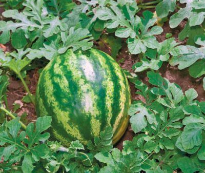 Лариса Петровская - Большая книга дачника