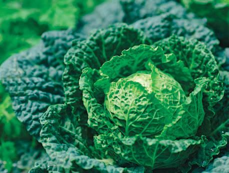 Лариса Петровская - Большая книга дачника