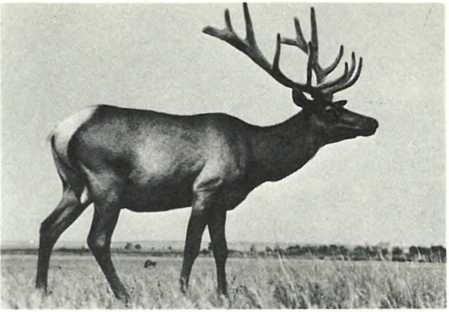 Бернгард Гржимек - Дикое животное и человек