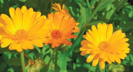 Лариса Петровская - Большая книга дачника