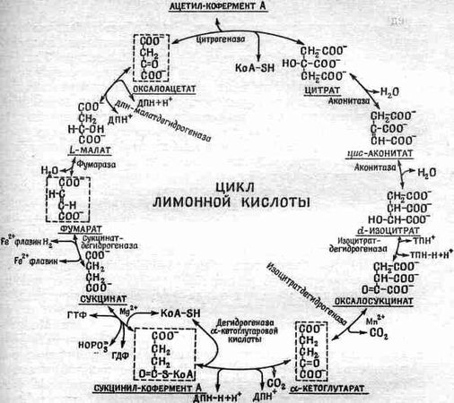 Ричард Фейнман - Фейнмановские лекции по физике 1. Современная наука о природе,...