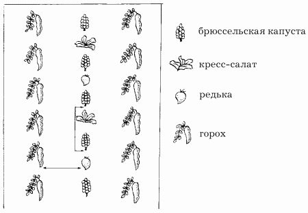 Наталья Иванова - Планировка участка