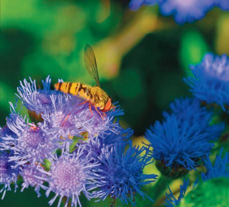 Лариса Петровская - Большая книга дачника