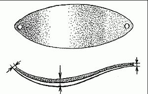 Сергей Смирнов, Александр Пышков - Клёвая книга современного спиннингиста