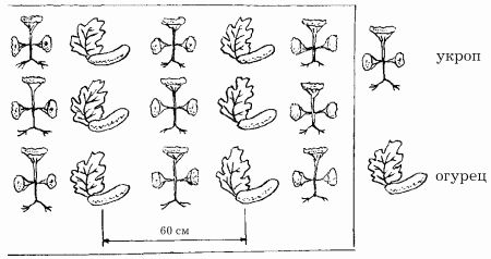 Наталья Иванова - Планировка участка