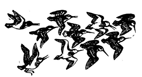 Станислав Олефир - Иду по тайге