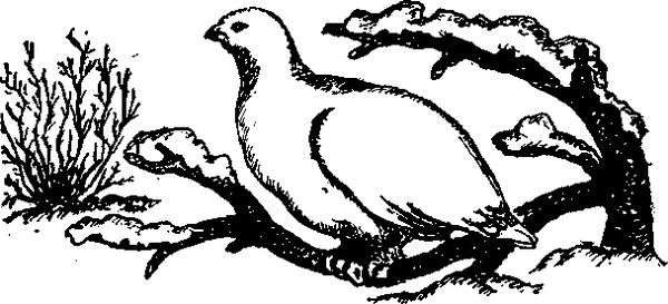 Станислав Олефир - Иду по тайге