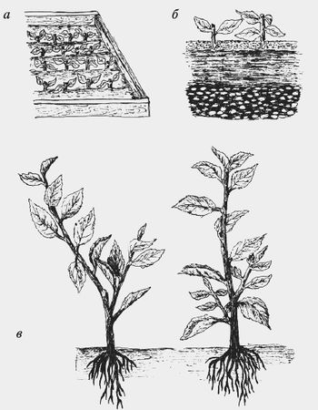 Николай Звонарев - Вишня, черешня. Сорта, выращивание, уход, заготовки