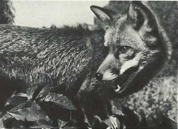 Бернгард Гржимек - Дикое животное и человек