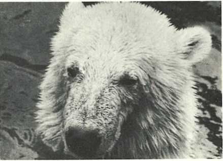 Бернгард Гржимек - Дикое животное и человек