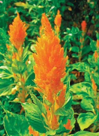 Лариса Петровская - Большая книга дачника