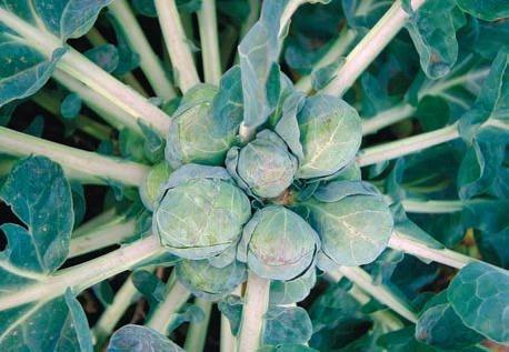 Лариса Петровская - Большая книга дачника