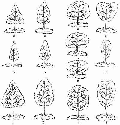 Наталья Иванова - Планировка участка