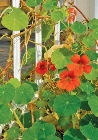 Лариса Петровская - Большая книга дачника