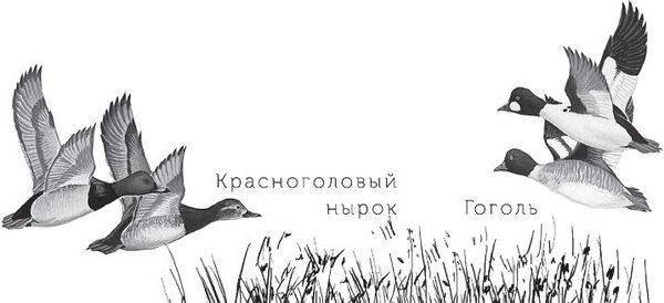 Наталья Сердцева - 99 секретов астрономии