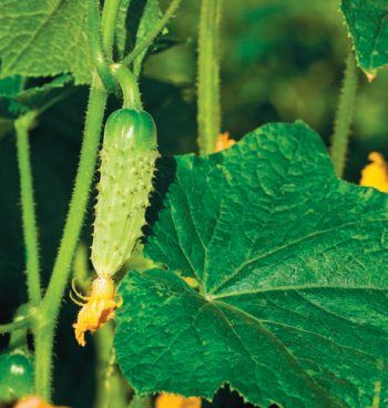 Лариса Петровская - Большая книга дачника